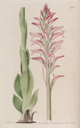 Illustration von Sacoila lanceolata (als syn. Neottia orchioides)